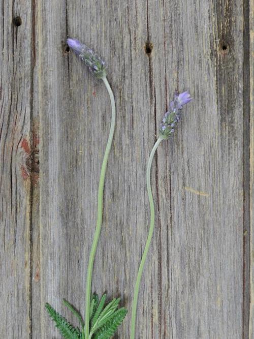 FRENCH LAVENDER